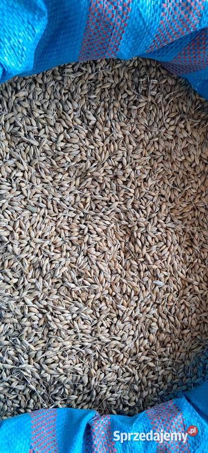 Jęczmień jary ościsty Gorenice