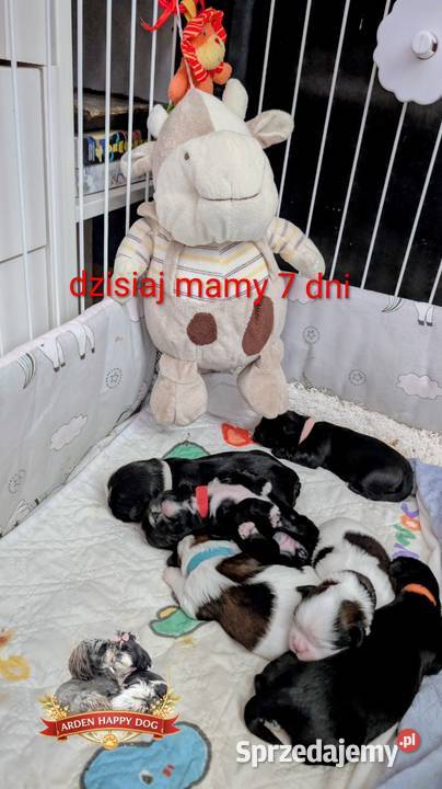 Szczenięta shih tzu z genem blue Zawiercie