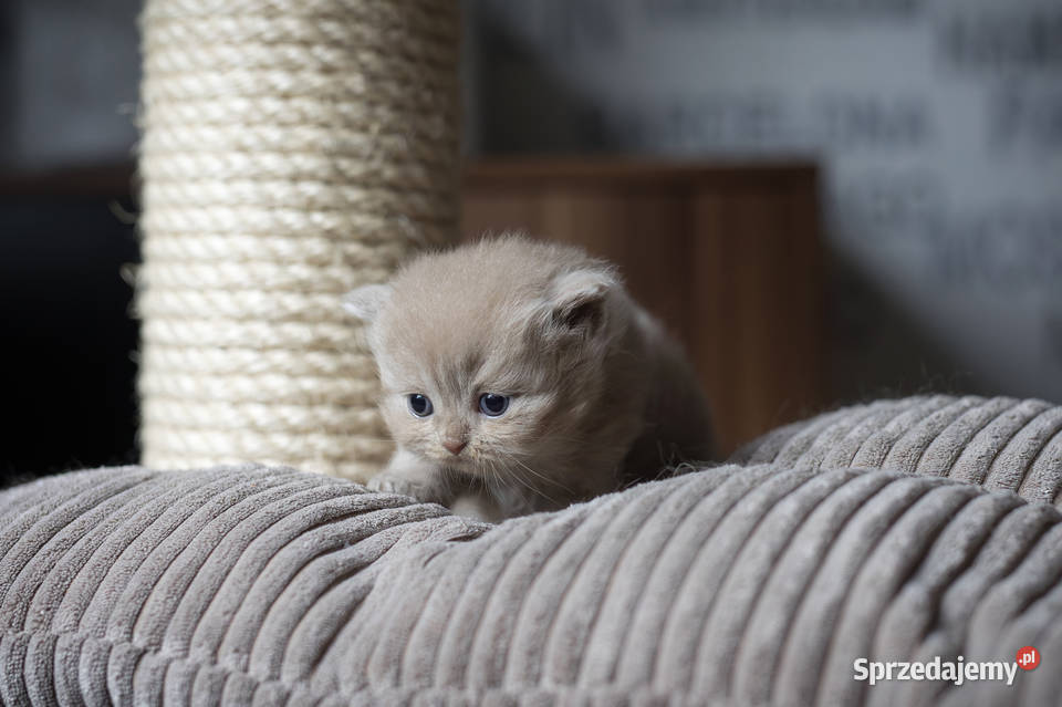 Brytyjski Długowłosy Kotka Długowłosa Płowa