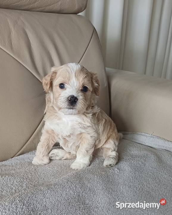 Śliczne Maltipoo F1 Gorlice
