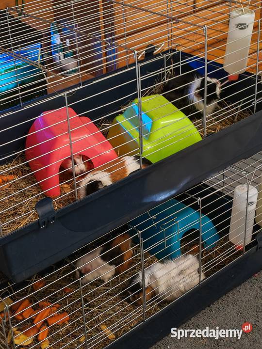 Sprzedam świnki morskie lubelskie Wólka Zastawska sprzedam