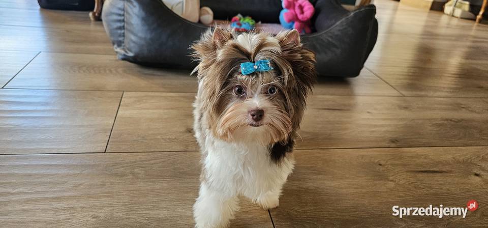 Yorkshire terrierYork Chocoberry pomorskie