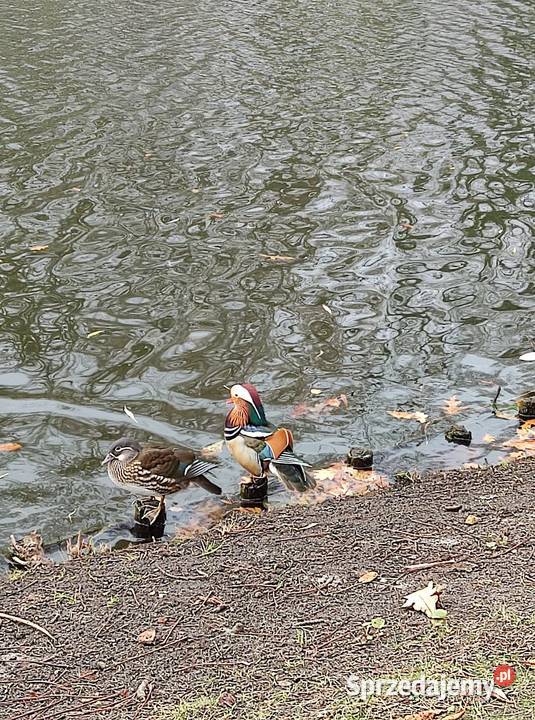 Kaczki mandarynki standard zeszłoroczne Inowrocław