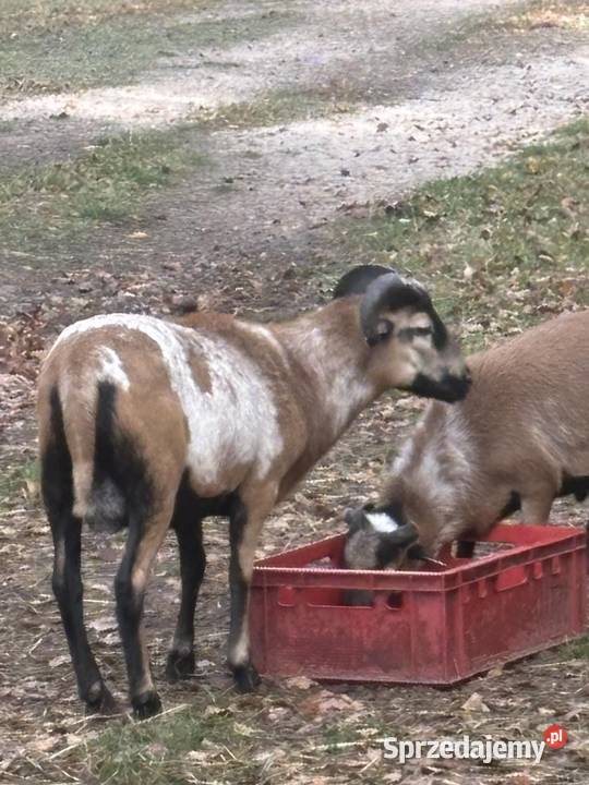 Sprzedam trka kamerunskiego Owadów