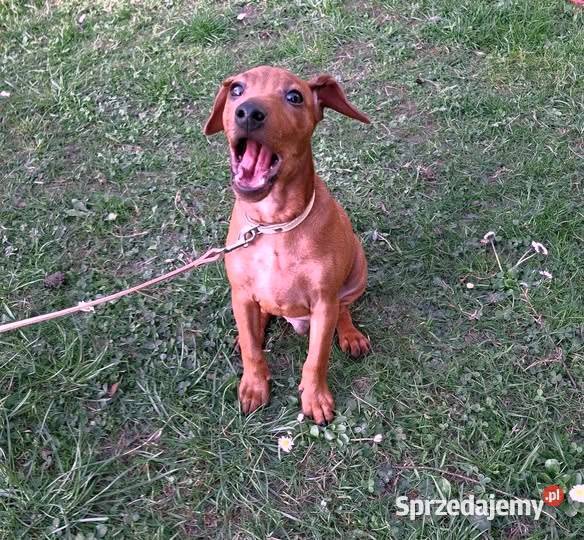 Pinczer pinczery pinczerki miniaturowe z Chojnice