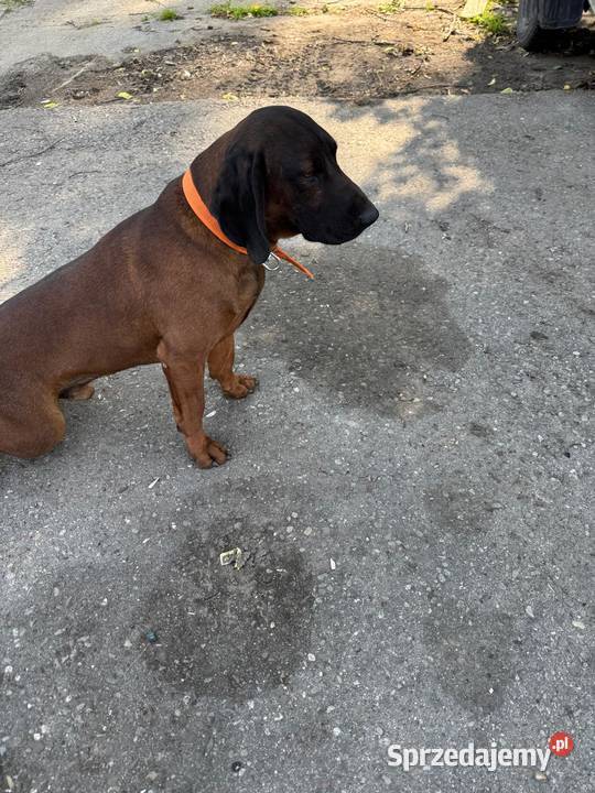 Suka Gończy Polski Brzesko sprzedam
