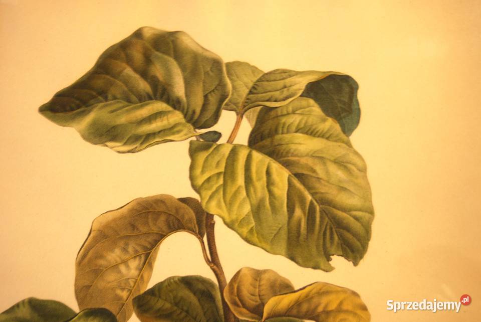 BESSA Pancrace akwatintowa duża rycina z owocami Malarstwo Poznań