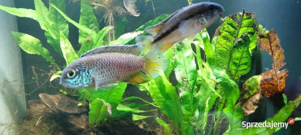 Akara cętkowana nannacara anomala Łask