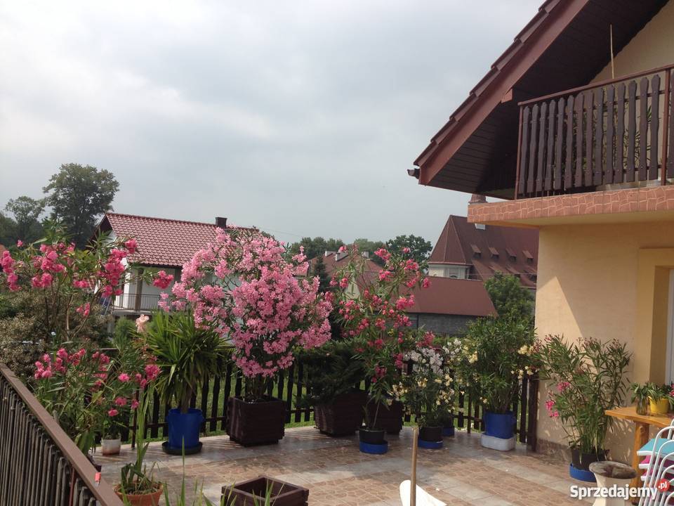 Sadzonki oleander Sadzonki s z kwiatw widoczny Rośliny Brzeźnica sprzedam