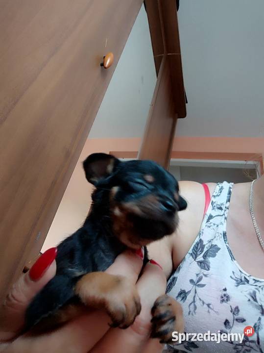 Pinczerek miniaturka Płock