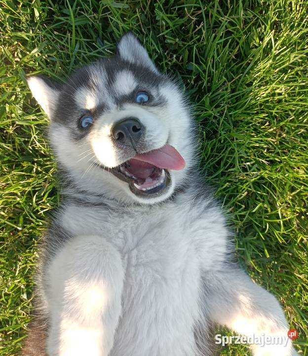 Szczeniaczki Siberian husky z elitarnym Krośniewice
