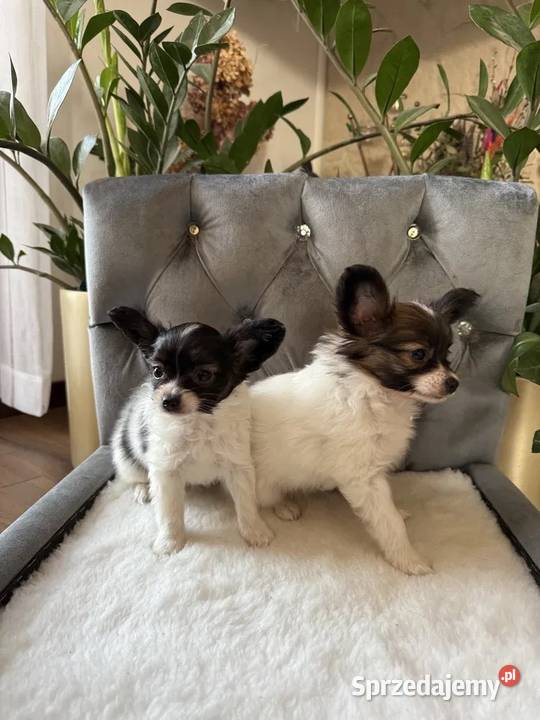Papillon szczeniak piesek Spaniel kontynentalny Szpic miniaturowy śląskie Dudki