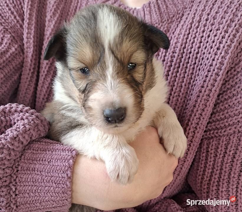 Owczarek Szkocki Collie Szczeniaki SUCZKI Olesno
