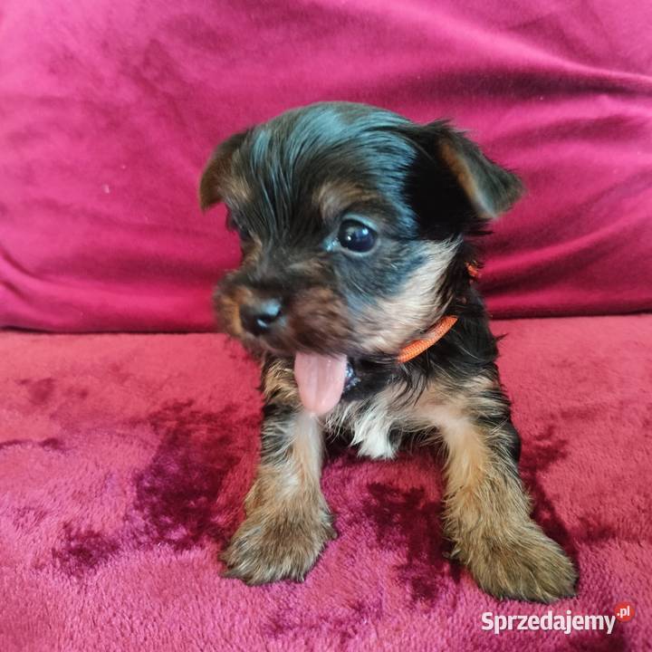 Szczenięta Yorkshire terrier do rezerwacji