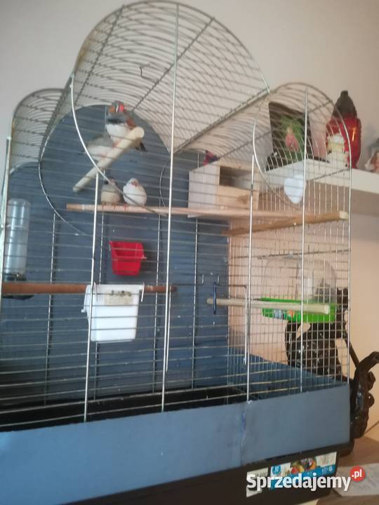 Ptaszki Zeberki samiczki i 1 samiec Gliwice