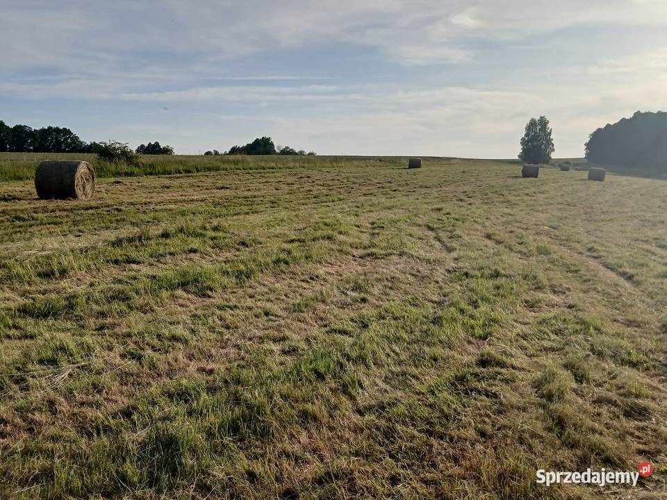 Baloty siana 120 x 120 czerwiec 2025 Nagórze sprzedam