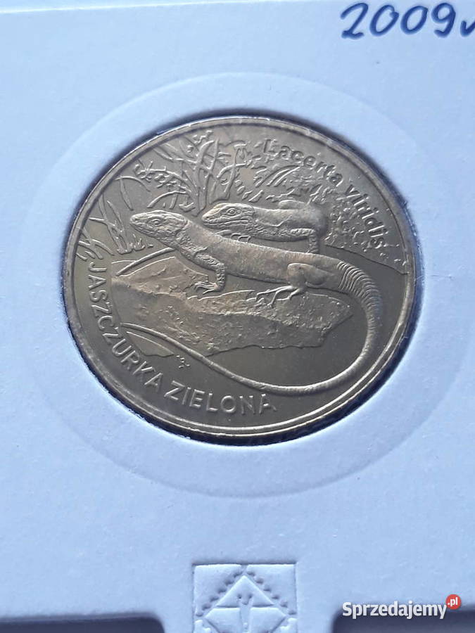 2 Jaszczurka Zielona2009 rUNC Konin