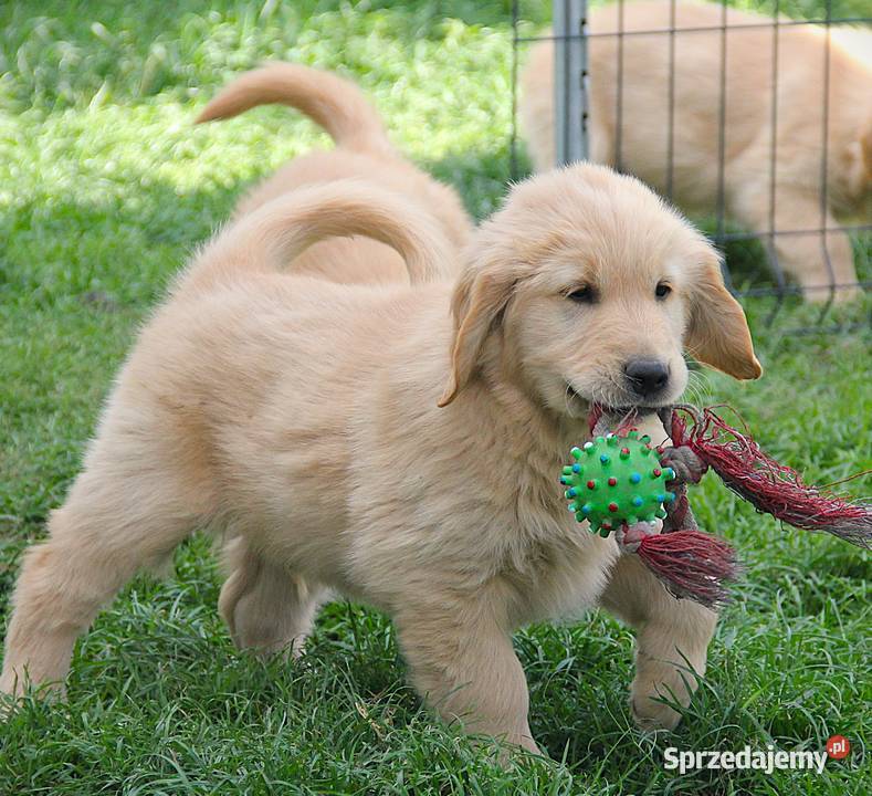 Chłopczyk linii Amerykański Golden Retriever Golden Retriever Kędzierzyn-Koźle