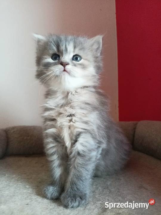 Śliczna Niebieska Kotka Syberyjska PZFWCF Xanti Sochaczew