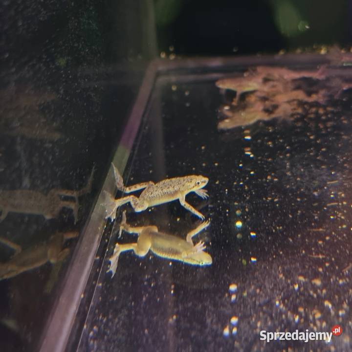 Karlik szponiasty Żaby akwariowe Rybnik sprzedam
