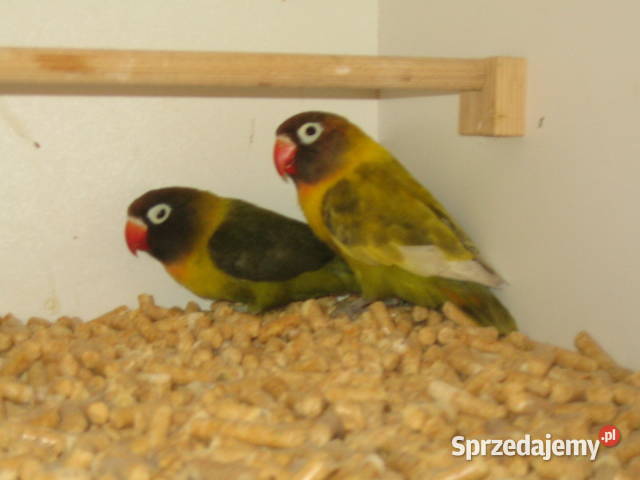 nierozłączki małopolskie Kraków