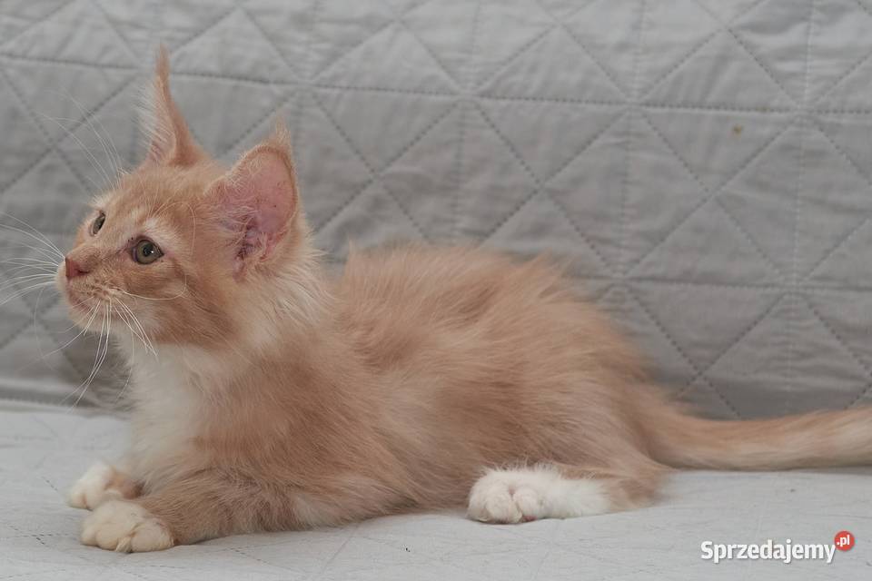 Maine Coon kremowy z białym kocurek Jeremi Maine Coon Słupno