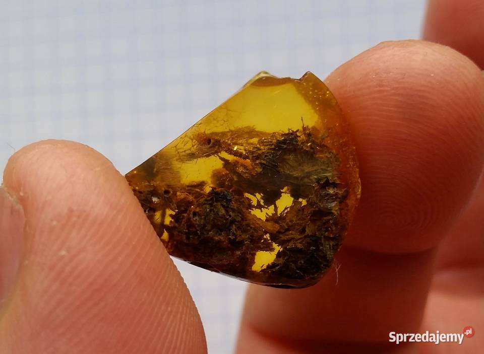 Drewno w bursztynie bałtyckim niebywały okaz śląskie