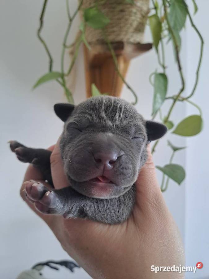 Amstaff blue wielkopolskie Opatów