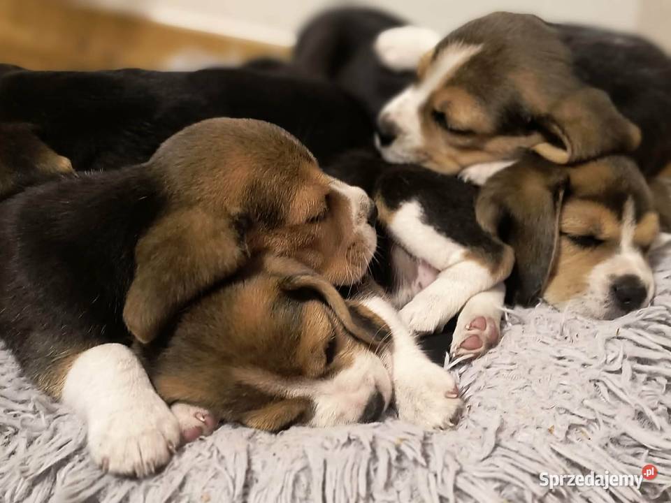 Cudowne szczeniaczki Beagle FCI ZKwP championie mazowieckie Mińsk Mazowiecki sprzedam
