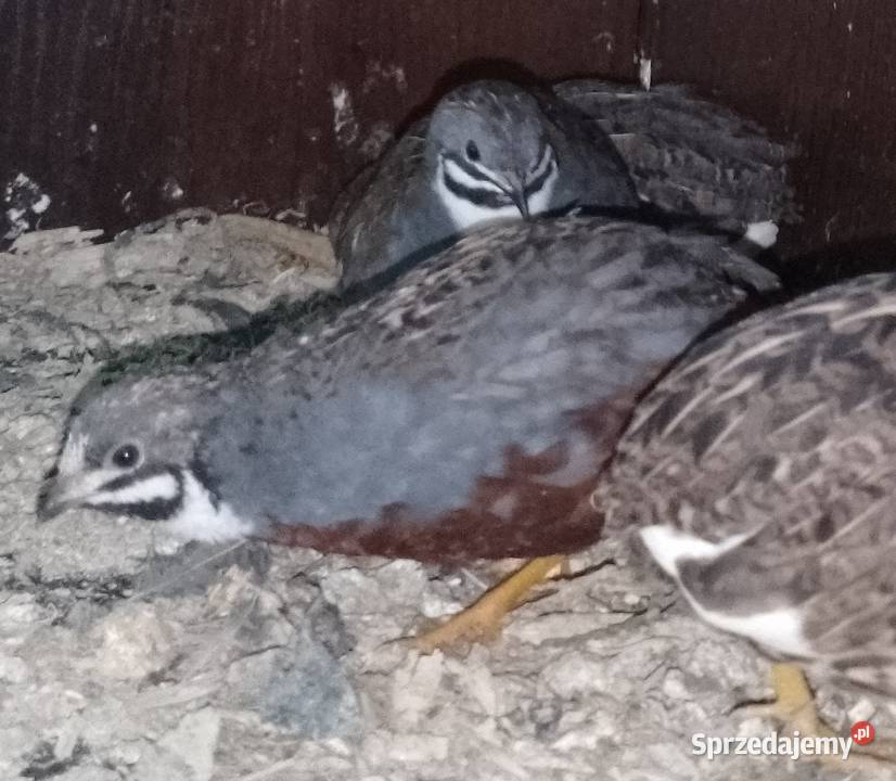 Przepiórki chińskie Dubin sprzedam