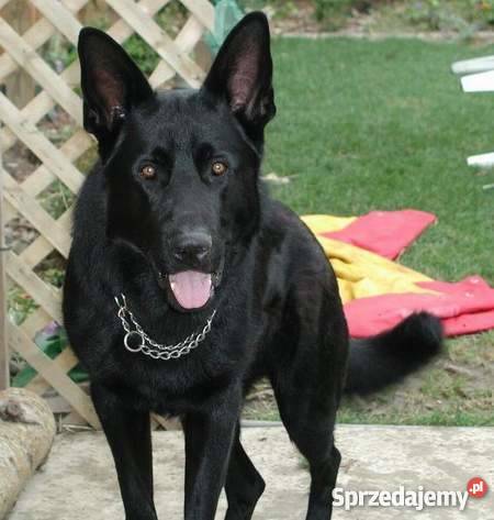 Szczeniaki owczarek niemiecki mix Krapkowice