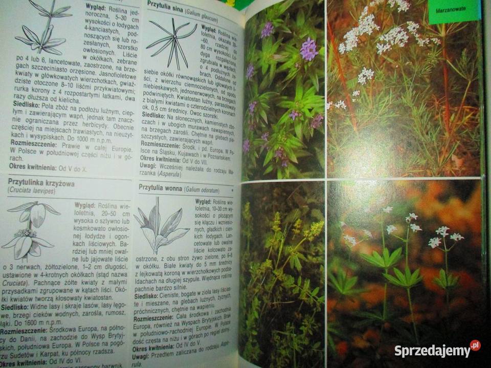 Leksykony przyrodnicze przyroda rośliny zioła Łódź