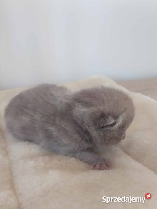 do rezerwacji kotka brytyjskiego Brytyjski Brytyjski