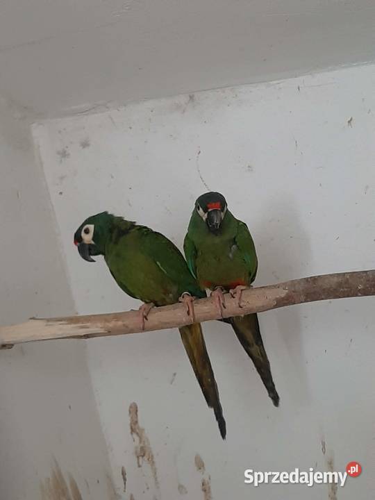 Ary marakany para 2223r Skała