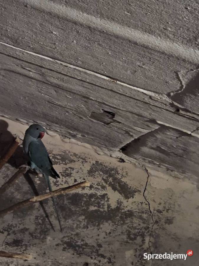 Sprzedam ptaki Ptaki Leszno