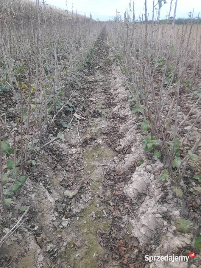 Porzeczka Czarna czerwona Rośliny przemysłowe Puławy