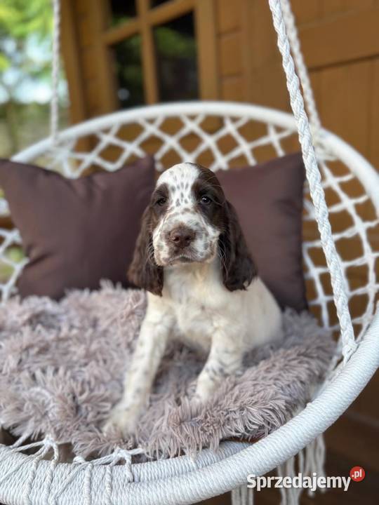Śliczny piesek Cocker Spaniel Angielski liver Warszawa
