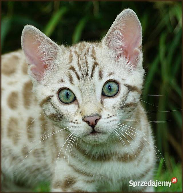 Kocurek Bengalski Snow Lynx Gotowy do odbioru Bengalski Dzierżoniów