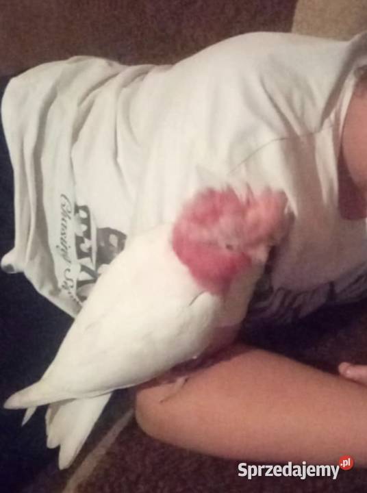 Kakadu różowe lutino samiec Ptaki Chyżne sprzedam