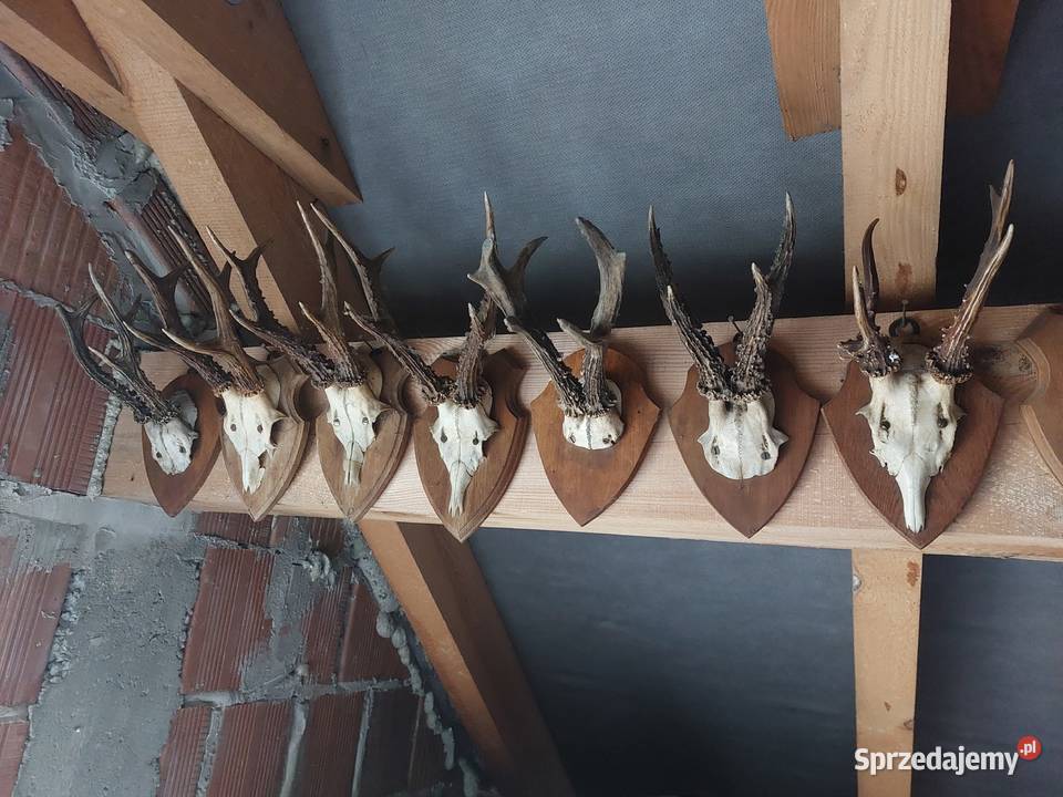 Porostki rogacza Sędziszów Małopolski