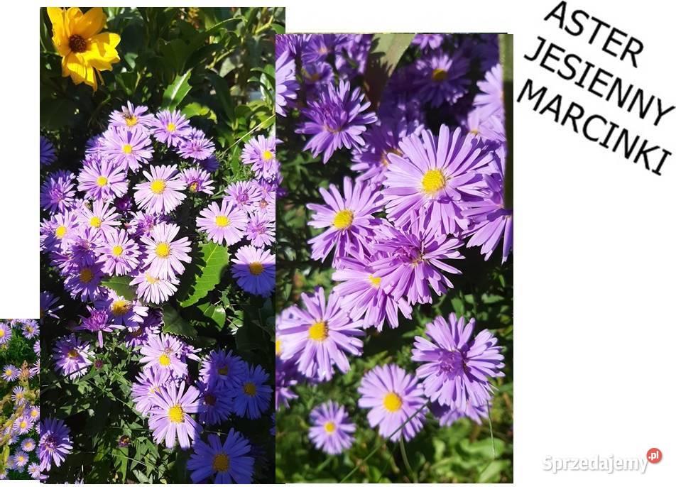 ROŚLINA NA UKĄSZENIA ozdoba ROJNIKwiele innych Koszalin