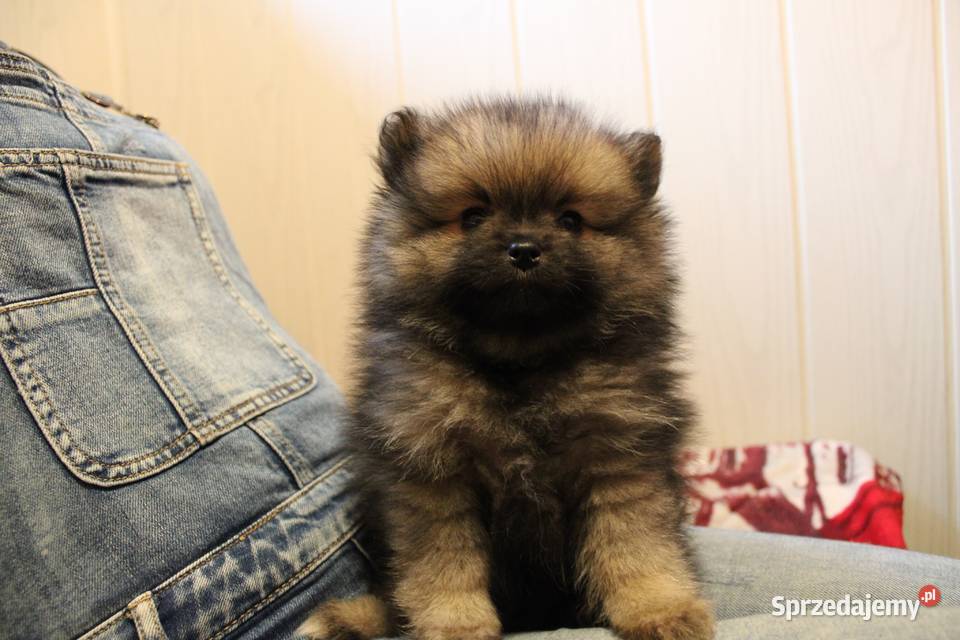 Szpic miniaturowy pomeranian nietypowy kolor pomorskie Kaliska