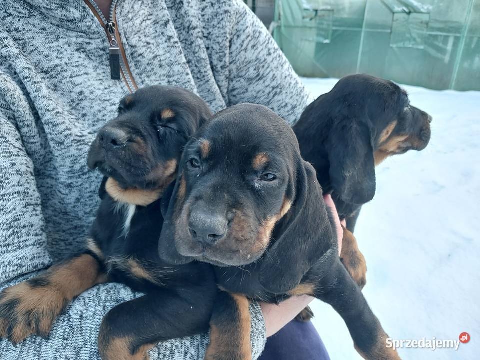 Szczeniaczki gończy polski wielkopolskie Kościan