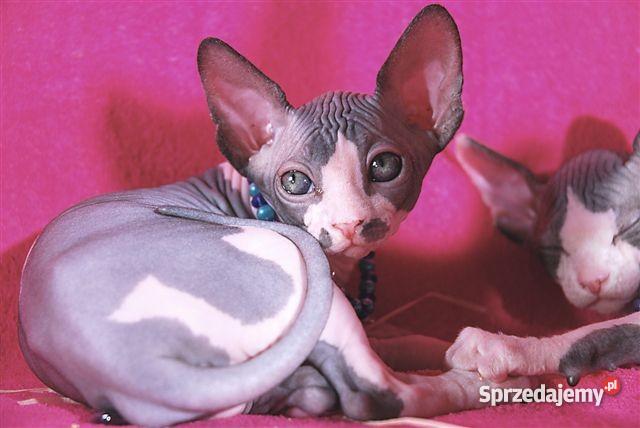 SPHYNX CANADIAN Zapraszamy Do Rezerwacji De Troj Koty mazowieckie