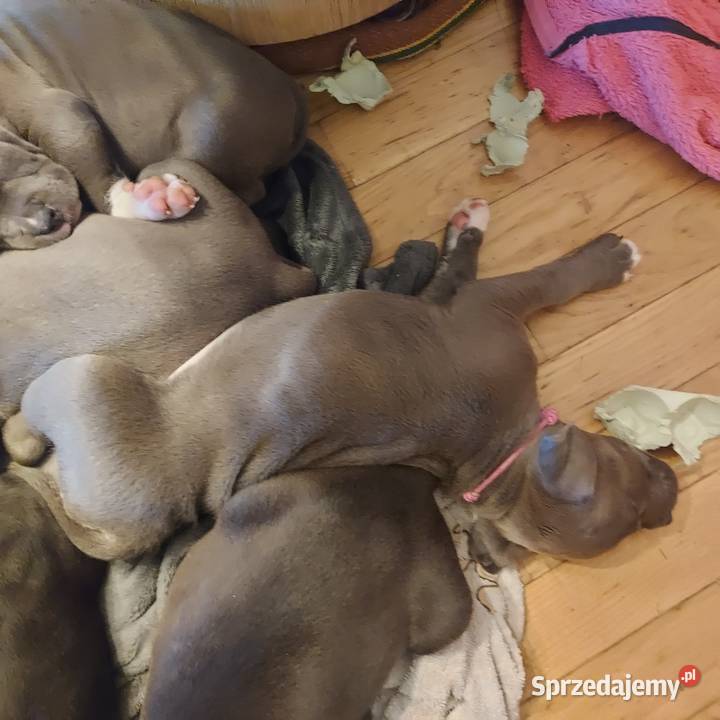 Amstaff szczenię w kolorze Blue Gafit i Black Rzeszów