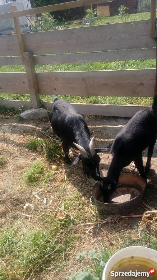 Spszedam kozy miniatórki karłowate Leśniowice