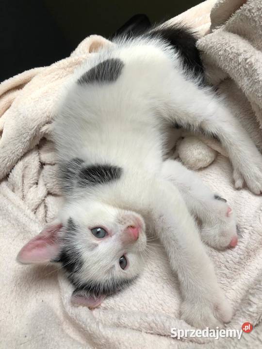 Śliczny mały kotek Koty Postomino