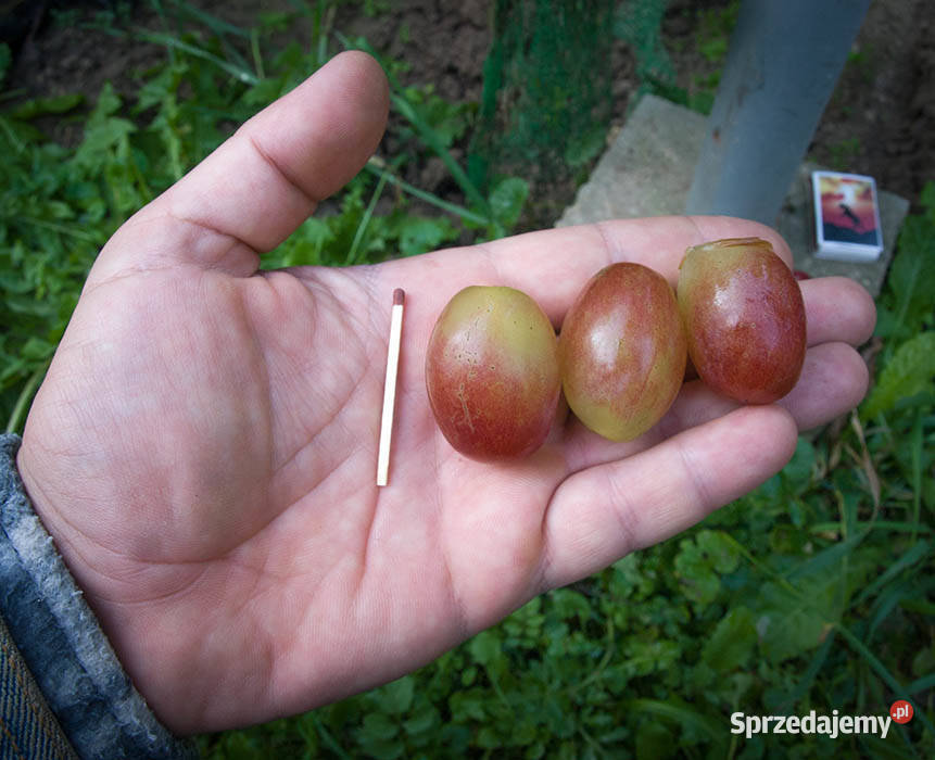 Winogron sadzonki winorośli deserowych Świdnik sprzedam