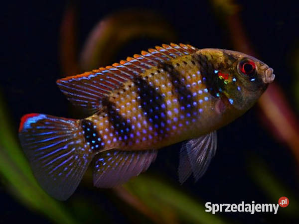 Barwniak Thomasa Anomalochromis thomasi KURIER Gdańsk sprzedam