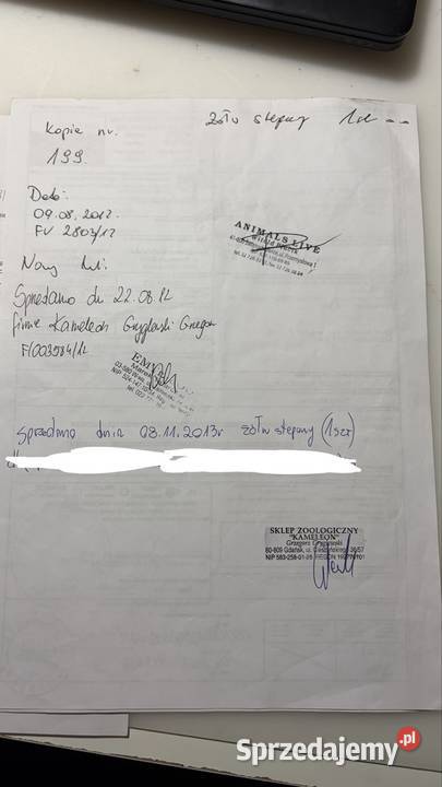 Żółw stepowy Gdańsk